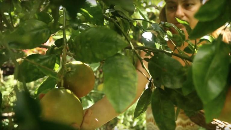 Paradise Eco Village Pahoa Εξωτερικό φωτογραφία