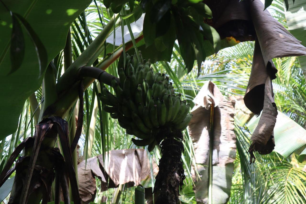 Paradise Eco Village Pahoa Εξωτερικό φωτογραφία