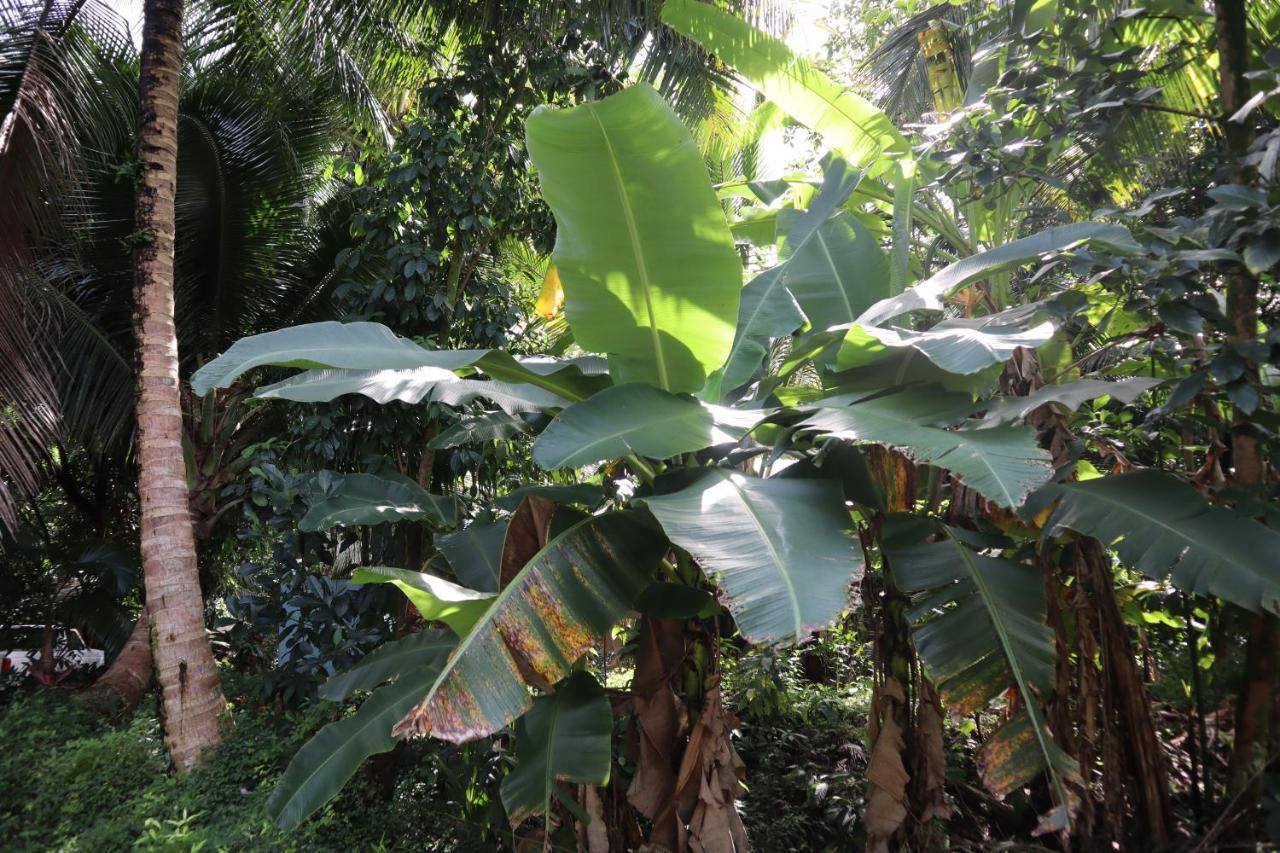 Paradise Eco Village Pahoa Εξωτερικό φωτογραφία