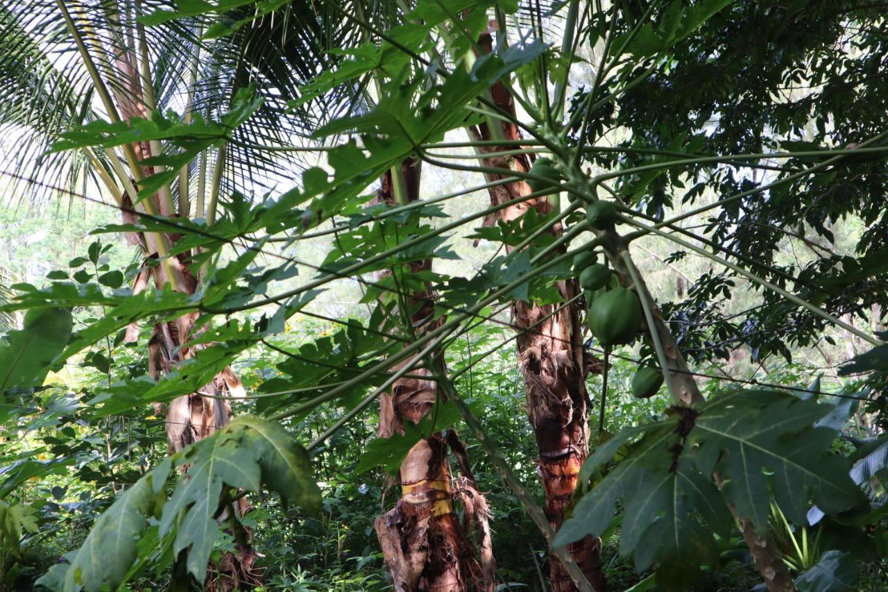 Paradise Eco Village Pahoa Εξωτερικό φωτογραφία